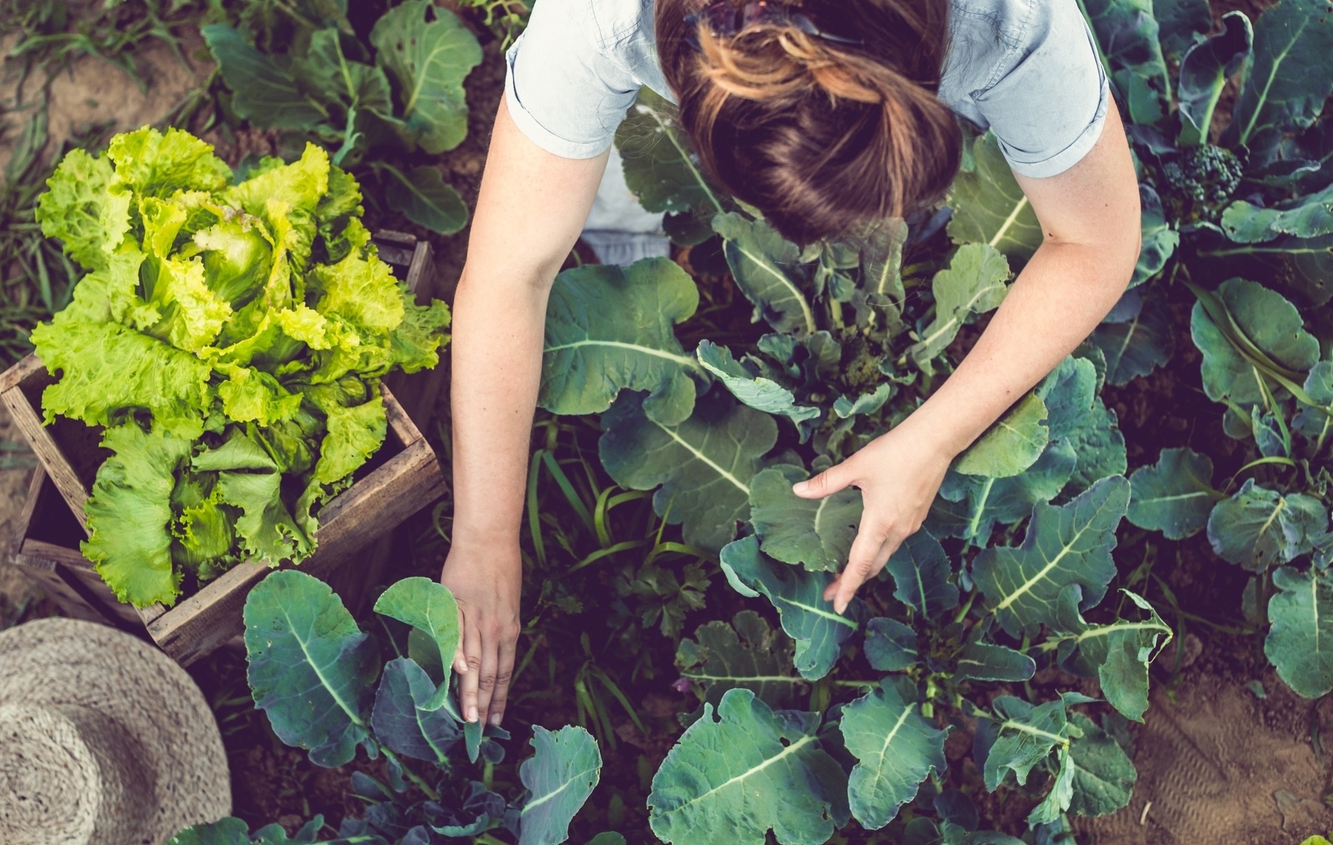 Woman gardening overhead shot