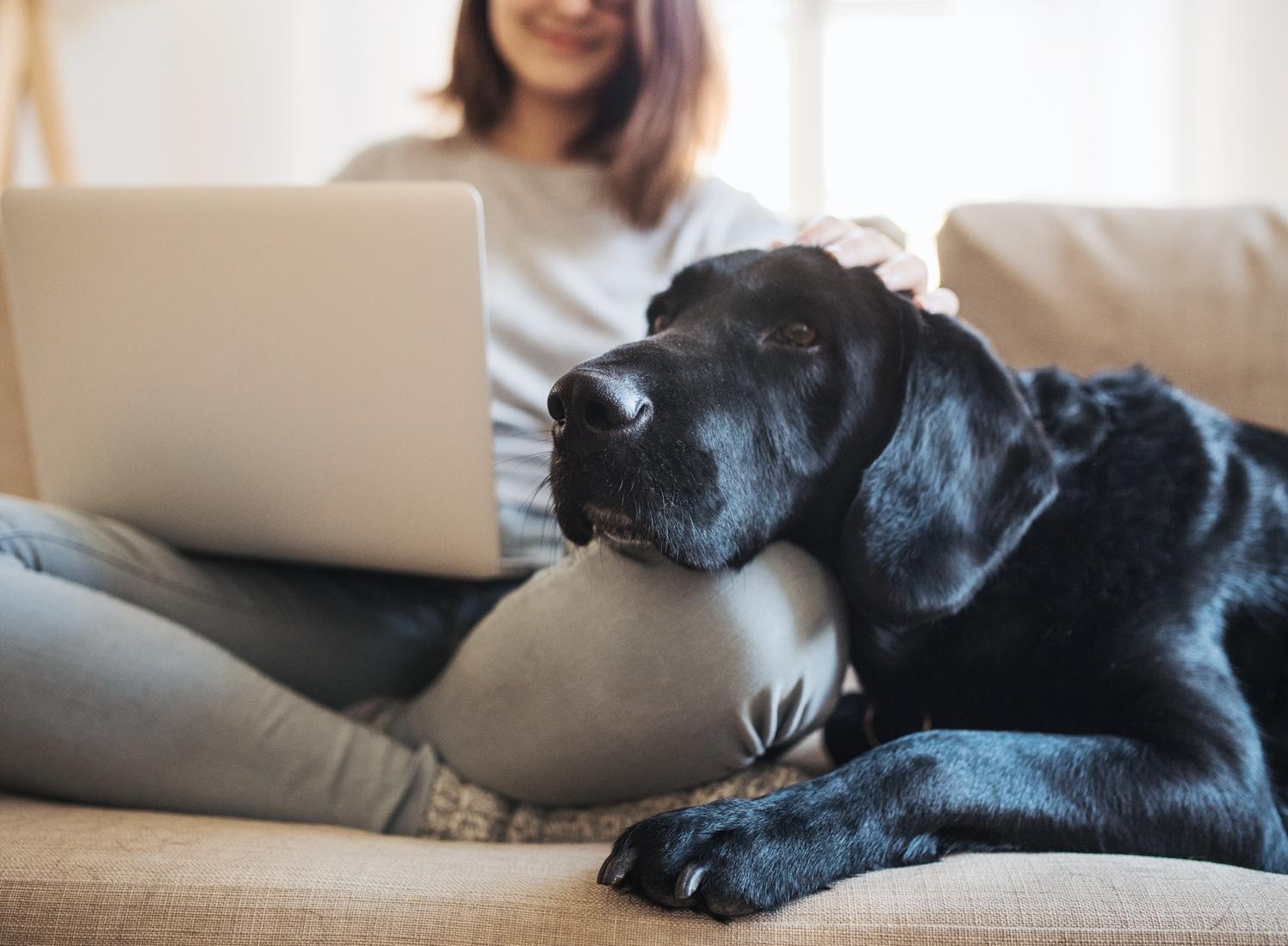 Woman on computer with dog